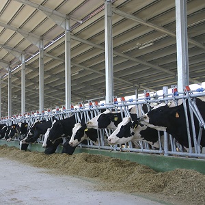 Строительство молочно-товарных ферм
