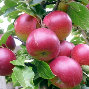 Выращивание яблок