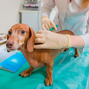 Вакцинация собак против бешенства