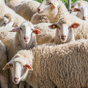 Овцы, бараны для разведения стада