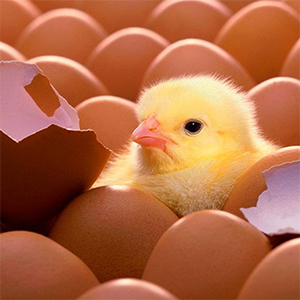Яйцо курицы инкубационное