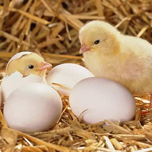Яйца птицы
