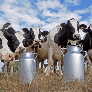 Выращивание молочных коров