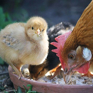 Выращивание куриц