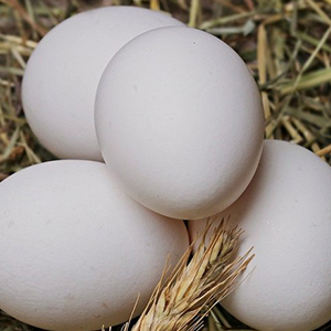 Белые куриные яйца