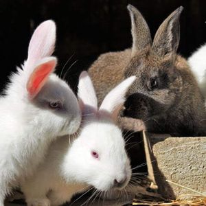 Комбикорм для взрослых кроликов