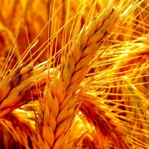 Зерновые культуры