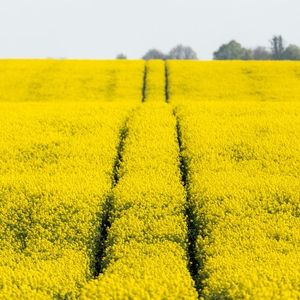 Выращивание рапса