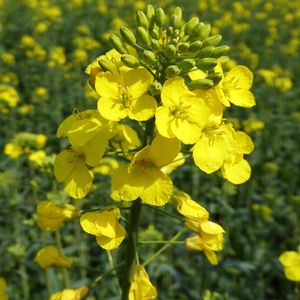 Выращивание рапса, свеклы