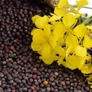 Купить рапс оптом Беларусь