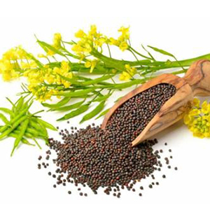 Рапс оптом Беларусь