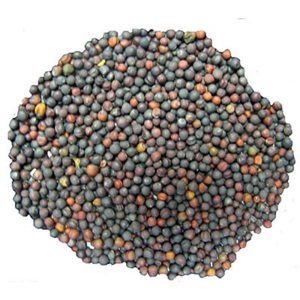 Рапс купить оптом