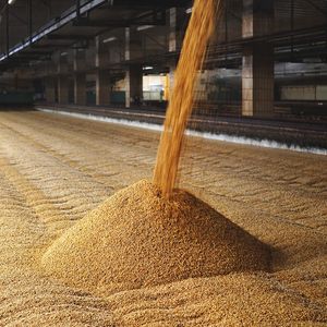 Переработка зерна, рапса