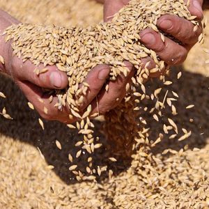 Продажа зерна