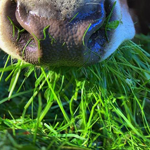 Кормовые культуры