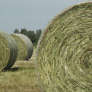 Выращивание кормовых культур