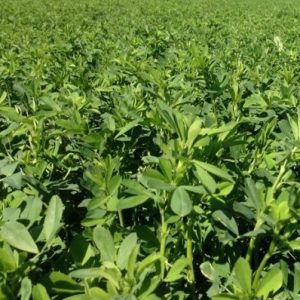 Производство кормовых культур