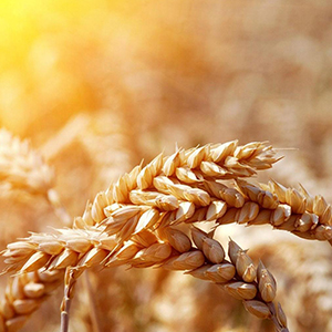 Купить ячмень оптом