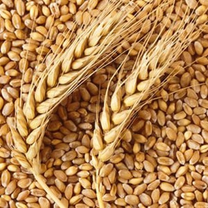 Пшеница оптом
