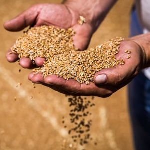 Производство зерна