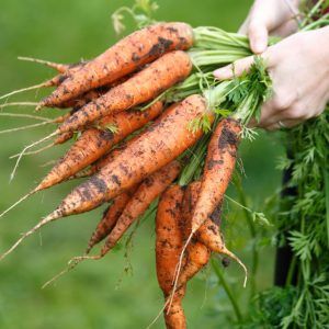Заготовка моркови