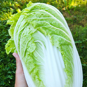 Пекинская капуста