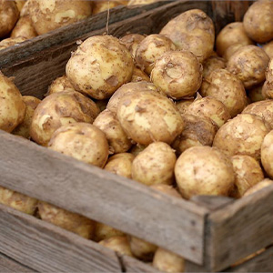 Белоруский картофель оптом