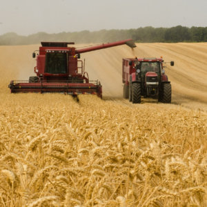 Уборка зерновых и рапса