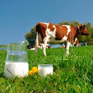 Молочные коровы