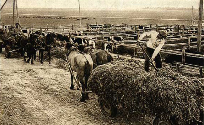 История конефермы