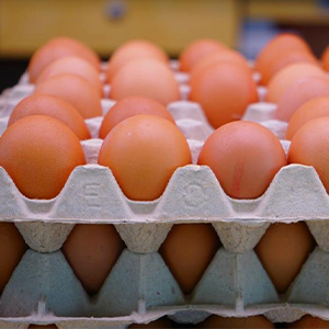 Производители яиц в РБ