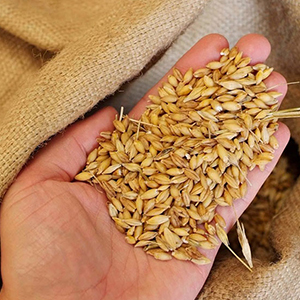 Элитные семена зерновых культур