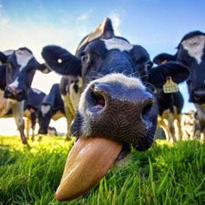 БВМД для высокопродуктивных коров в пастбищный период
