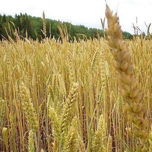 Выращивание зерна