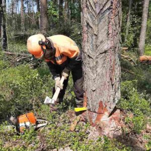 Курсы вальщика леса