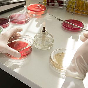 Проведение микробиологических исследований