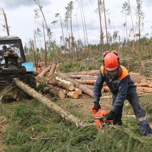 Обучение рабочих лесозаготовка