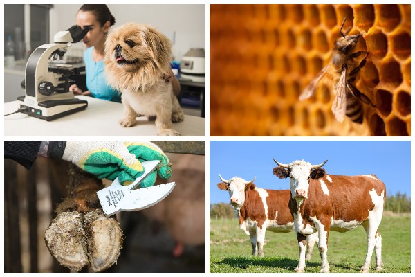 Речицкая районная ветеринарная станция