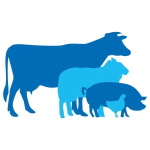 Оказание ветеринарных услуг