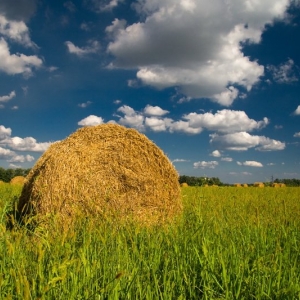 Кормовые культуры