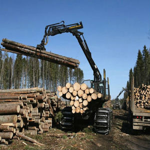 Заготовка древесины