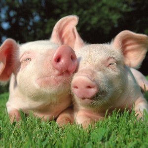 Биопрепараты для свиней