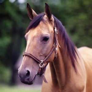 Биопрепараты для лошадей