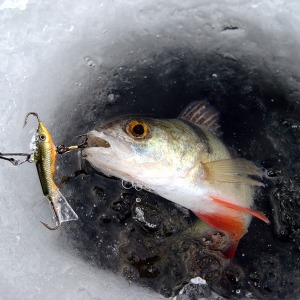 Зимняя и летняя рыбалка