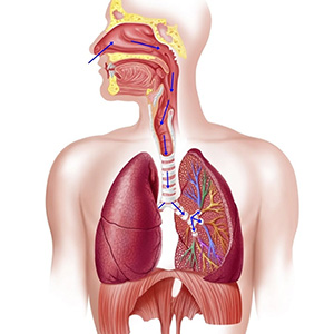 Заболевания органов дыхания