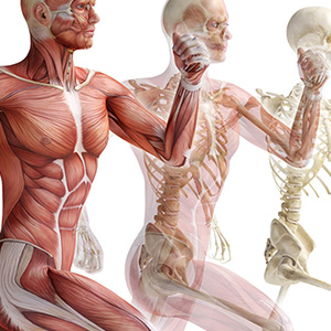 Заболевания костно-мышечной системы