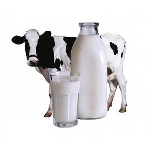 Молочное скотоводство