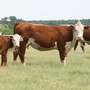 Мясное скотоводство