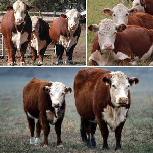 Сперма быков-производителей молочных пород