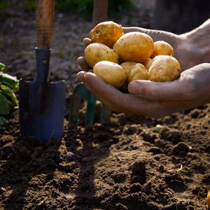 Выращивание продовольственного и семенного картофеля